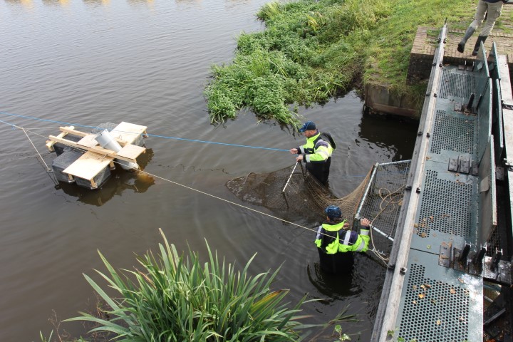 Met speciale fuiken wordt onderzocht of en hoeveel forellen de stuw passeren.