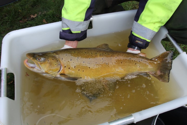 Een mannetje met een lengte van 77 centimeter is tot nu toe de grootste forel die in het onderzoek is aangetroffen.