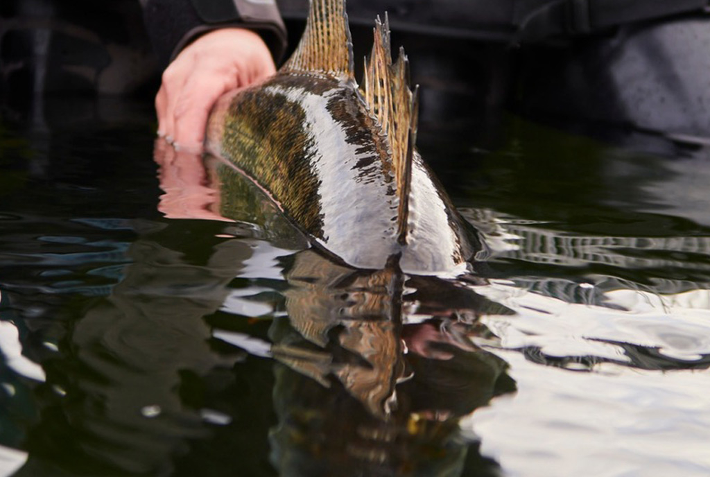 Snoekbaars op de Ned Rig Snoekbaars op de Ned Rig