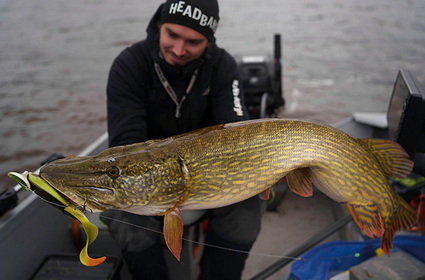 Headbanger Lures weer volop leverbaar bij Mac Fishing.